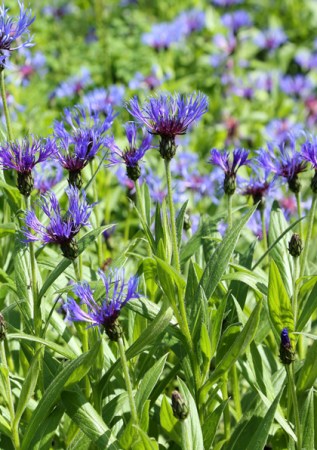 CENTAUREA montana 